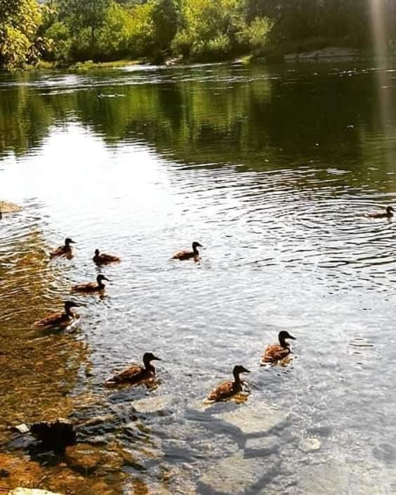 Flora&Fauna Bihac Exterior photo